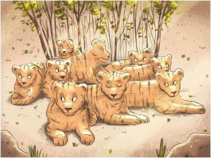 spot the jaguar hidden among the tigers viral optical illusion picture marathi news Optical Illusion : वाघांमध्ये लपलेला चित्ता तुम्हाला दिसला का? तुमच्याकडे आहेत फक्त 9 सेकंद