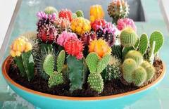 Vastu Tips: વાસ્તુ મુજબ દુર્ભાગ્ય અને દ્રરિદ્રતાને નોતરે છે આ 6 પ્લાન્ટ્સ, ભૂલથી પણ ઘરમાં ન વાવો