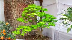 In Pics : लाल, गुलाबी फुलंच फुलं! पुष्प प्रदर्शनाने बहरले पुण्यातील एम्प्रेस गार्डन; नयनरम्य फोटो एकदा बघाच...