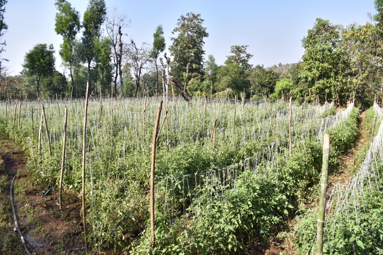 Farmer's Success Story:  અન્જિનિયરની નોકરી છોડી વસલાડના યુવકે શરૂ કરી પ્રાકૃતિક ખેતી, વર્ષે મેળવ્યો લાખોનો નફો