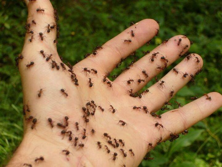 Ants detect cancer by smelling scientists made amazing disclosure in research चींटियां सूंघकर कैंसर का पता लगा लेती हैं... वैज्ञानिकों की ये रिसर्च वाकई हैरान कर देने वाली है