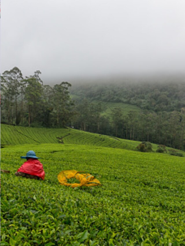 A Trip To Megamalai Tea Estate