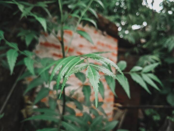 कडुलिंबाची पाने त्यांच्या अँटी-बॅक्टेरियल आणि अँटी-इंफ्लेमेटरी गुणधर्मांमुळे अनेक रोगांवर उपचार करण्यासाठी उपयुक्त आहेत.