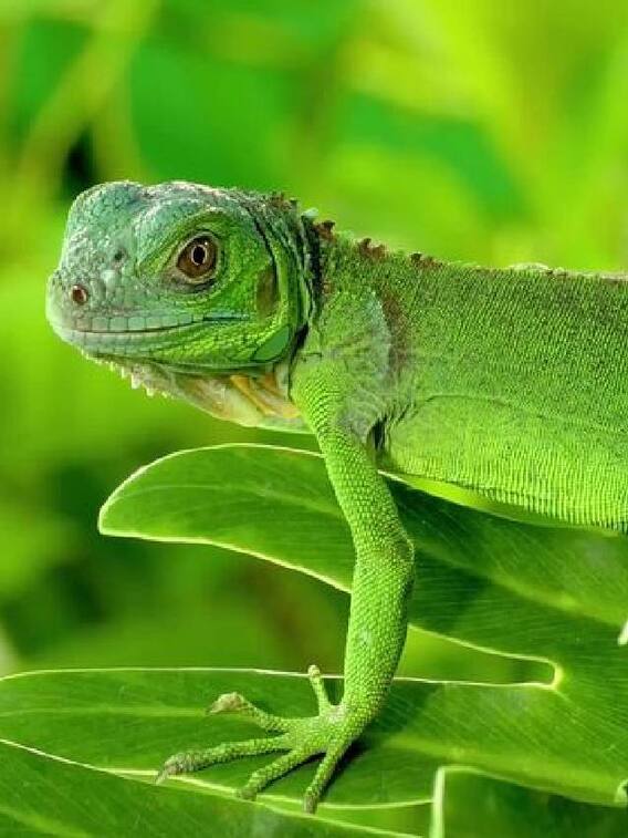 உலகின் அரிய வகை செல்லப்பிராணிகள்..