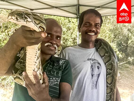 Snake Catcher : அமெரிக்காவை அலறவிட்ட பாம்புகள்..அசால்டாக பிடித்த இருளர்கள்..பத்ம ஶ்ரீ வென்ற கதை!