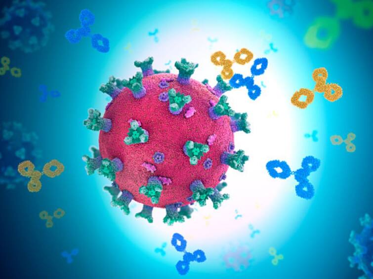 Researchers Discover Rare Antibodies Against Coronavirus Coldspots: All You Need To Know Researchers Discover Rare Antibodies Against Coronavirus Coldspots: All You Need To Know