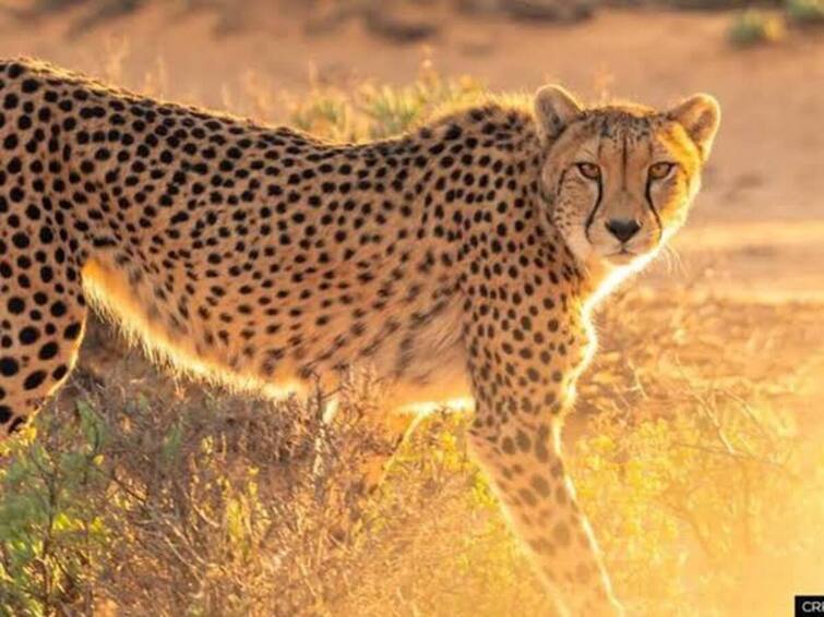 Project Cheetah 12 Cats from South Africa May Land Soon in India Say Reports “பிப்ரவரியில் வரும் மேலும் 12 சிறுத்தைகள் ” - தென்னாப்ரிக்காவுடன் ஒப்பந்தம் செய்துள்ள இந்தியா!