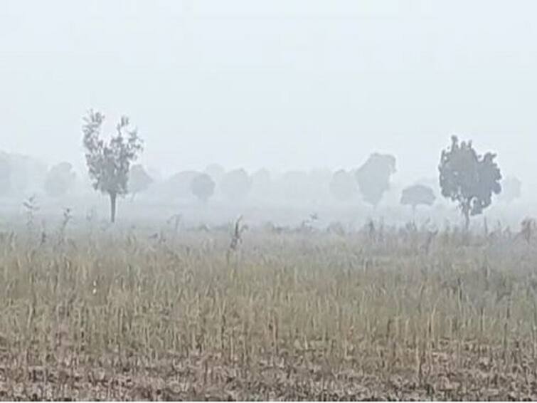 Agriculture News Dense fog in Buldhana district after rain crops likely affected Agriculture News : पावसानंतर आता दाट धुक्याची चादर, पिकांवर रोगराई पडण्याची भीती; बुलढाणा जिल्ह्यातील शेतकरी चिंतेत
