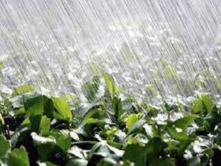 Gujarat Rain: વેસ્ટર્ન ડિસ્ટર્બન્સની અસરના કારણે રાજ્યના આ જિલ્લામાં પડ્યો કમૌસમી વરસાદ, ઘરતીપુત્રો ચિંતિત