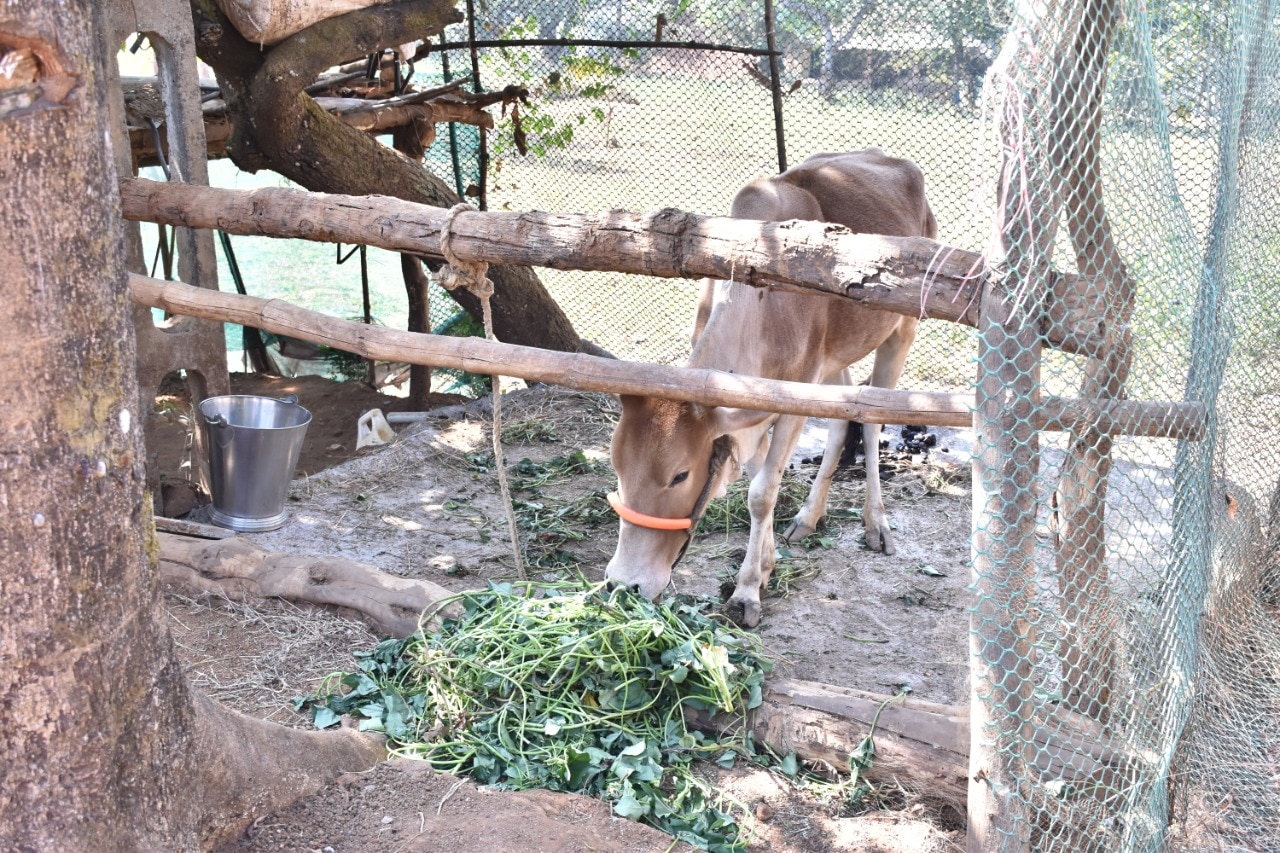 Farmer's Success Story:  અન્જિનિયરની નોકરી છોડી વસલાડના યુવકે શરૂ કરી પ્રાકૃતિક ખેતી, વર્ષે મેળવ્યો લાખોનો નફો