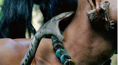 Shocking News: ਜ਼ਹਿਰੀਲੇ ਸੱਪ ਨੂੰ ਗਲੇ ਵਿੱਚ ਲਟਕਾਕੇ ਸੈਲਫੀ ਲੈ ਰਿਹਾ ਸੀ ਵਿਅਕਤੀ, ਸੱਪ ਨੇ ਕੀਤਾ ਕੁਝ ਅਜਿਹਾ...