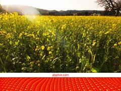 सरसों की फसल में पाले से हुए नुकसान का सर्वे करवा रही ये सरकार, किसानों ने की इतने मुआवजे की मांग