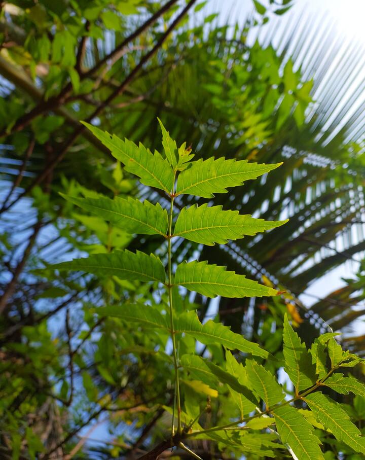 तज्ज्ञांच्या मते, कडुलिंबाच्या काढ्याने मुरुम, खाज सुटणे आणि त्वचेशी संबंधित इतर आजारही बरे होतात.
