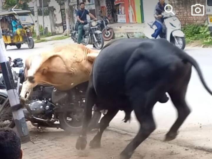 bull fight in the road and damage a bike Viral Video: ਸੜਕ ਵਿਚਕਾਰ ਆਪਸ ਵਿੱਚ ਲੜ ਪਏ 2 ਬਲਦ, ਫਿਰ ਦੇਖੋ ਵੀਡੀਓ ਵਿੱਚ ਕੀ ਹੋਇਆ?