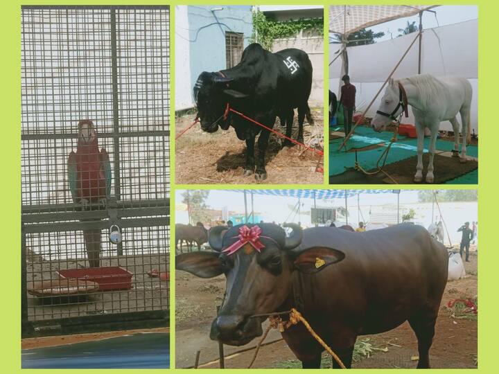 Bhima Agricultural Exhibition : कोल्हापुरात सुरु असलेल्या भीमा कृषी प्रदर्शनात कडकनाथ कोंबड्या, गायी, बैल, म्हशी, चिनी कोंबड्या घोडे व अन्य जनावरे पहायला मिळणार आहे.