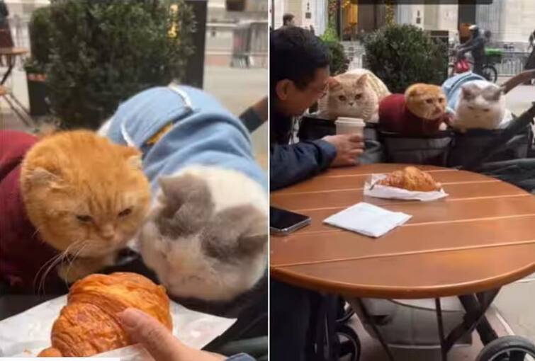 man with his three adorable cats is seen on a coffee date in new York city Weird Video: ਨਿਊਯਾਰਕ ਸਿਟੀ 'ਚ ਪਾਲਤੂ ਬਿੱਲੀਆਂ ਨਾਲ ਕੌਫੀ ਡੇਟ 'ਤੇ ਨਜ਼ਰ ਆਈਆ ਵਿਅਕਤੀ, ਕੀ ਤੁਸੀਂ ਕਦੇ ਅਜਿਹਾ ਨਜ਼ਾਰਾ ਦੇਖਿਆ ਹੈ?