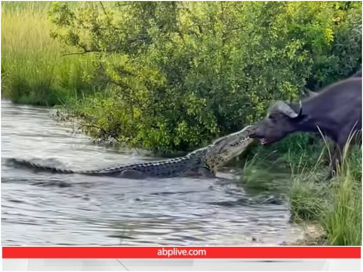 Buffalo confronts crocodile when it attacks video goes viral on social media Video: भैंस ने पूरी ताकत लगाकर किया मगरमच्छ का सामना, देखें इस लड़ाई का क्या हुआ अंत?