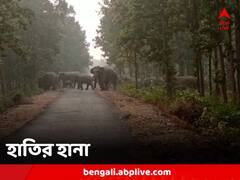 একের পর এক বাড়িতে হানা, হাতির তাণ্ডবে কয়েক বিঘা জমির ফসল নষ্ট