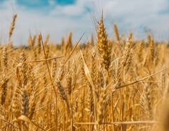 wheat : गव्हासह पिठाच्या किंमतीत मोठी वाढ