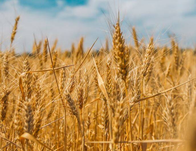 देशात गव्हाच्या (Wheat) किंमतीबरोबर पिठाच्या (Flour) किंमतीतही मोठी वाढ होत असल्याचे दिसत आहे. पिठाच्या किंमतीत 18 टक्क्यांची वाढ झाली आहे. तर गव्हाच्या किंमतीत 14 टक्क्यांची वाढ झाली आहे.