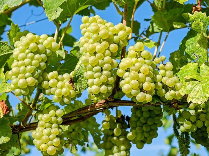 Grapes Benefits This Fruit Protect Your Hair Skin And Health स्किन को UV किरणों से बचाता है अंगूर, बालों को रखता है हेल्दी, जानें इस फल को खाने के कई करिश्माई फायदे