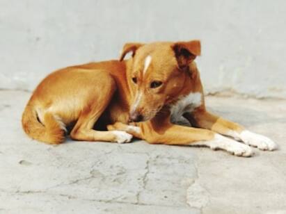 Bihar Stray Rabies Infected Dog Goes Biting Spree Attacks More Than 80 People Arrah Stray Dog Goes On Biting Spree In Bihars Arrah, Attacks Over 80 People