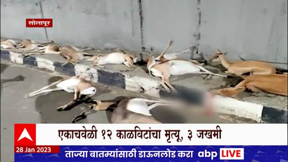 Blackbuck Death : एकाचवेळी तब्बल 12 काळविटांचा मृत्यू, 35 फुटावरून काळवीटांचा कळप पडला खाली