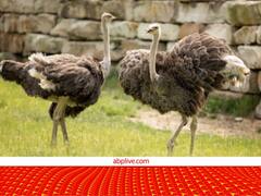 कहते हैं मुसीबत के समय रेत में सर छुपा लेता है शुतुरमुर्ग, लेकिन असली वजह कुछ और ही है?