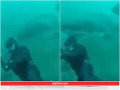 समुद्र की गहराई में शार्क के मुंह से टकराया गोताखोर का सिर, फिर जो हुआ वो आप वीडियो में देख लीजिए