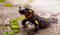 ਦੇਖੋ ਉਹ ਜਾਨਵਰ ਜੋ ਕੱਟੇ ਹੋਏ ਅੰਗਾਂ ਨੂੰ ਦੁਬਾਰਾ ਬਣਾ ਲੈਂਦੇ ਨੇ