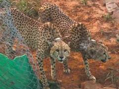 कूनो नेशनल पार्क में बढ़ेगी चीतों की तादाद, दक्षिण अफ्रीका से 12 चीतों के आने का रास्ता साफ