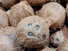 Magh Purnima 2023: माघ पूर्णिमा पर एकाक्षी नारियल का ये उपाय खोल देगा बंद किस्मत का ताला, होगा धन लाभ