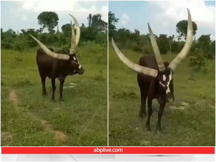 Social Media Users are shocked to see three horns on head of bull Video: दो के बजाए सांड के सिर पर दिखे तीन सींग, ऐसा आपने शायद ही पहले कभी देखा होगा