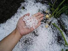 यहां बारिश हुई, ओले भी पड़े... हुआ लाखों का नुकसान, किसान भाई ऐसे कर रहे बचाव