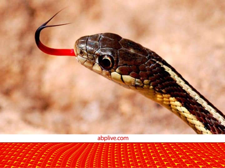 Snakes tongue is divided into two parts Understand how it detects prey by waving it in the air दो हिस्सों में बंटी होती है सांप की जीभ! इसका काम जानकर आप खुद हैरान रह जाएंगे
