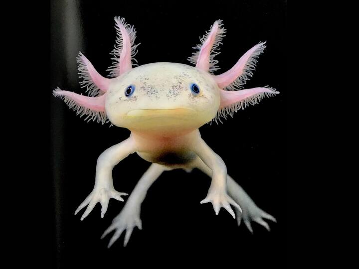 एक्सोलॉटल्स (Axolotls) को सैलामैंडर (salamander) की ही महासागरीय प्रजाति कह सकते हैं. इनमें बहुत ही शानदार पुनर्जनन क्षमता होती है. छोटे से आकर वाले ये सैलामैंडर अपने अंग, त्वचा और यहां तक लगभग अपने शरीर के हर हिस्से को फिर से उगा सकते हैं. यह अजीब सा उभयचर जमीन पर कम रहता हैं और पानी में ज्यादा रहता है.