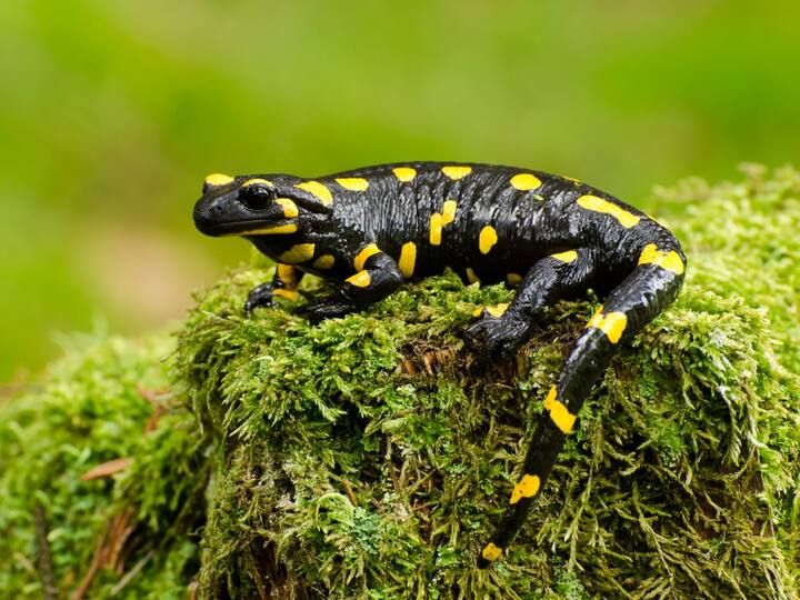 सैलामैंडर (salamander) एक पूंछ और छोटे पैरों वाला उभयचर जीव होता है. धरती पर इसकी करीब 700 प्रजातियां पाई जाती हैं और कुछ हद तक सभी में पुनर्जनन (regeneration) की क्षमता होती है. कुछ सैलामैंडर शिकारी जानवरों से बचने और उनका ध्यान बंटाने के लिए अपनी पूंछ गिरा देते हैं और कुछ ही हफ्तों में उसे फिर से पैदा कर लेते हैं. नई उगने वाली पूंछ पुरानी वाली तरह ही काम करती है.