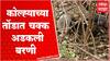 Washim : कोल्ह्याच्या तोंडात अडकली बरणी, वन विभागाकडून रेस्क्यू