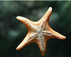 ਦੇਖੋ ਉਹ ਜਾਨਵਰ ਜੋ ਕੱਟੇ ਹੋਏ ਅੰਗਾਂ ਨੂੰ ਦੁਬਾਰਾ ਬਣਾ ਲੈਂਦੇ ਨੇ