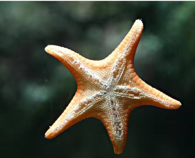 ਬਹੁਤ ਘੱਟ ਲੋਕ ਜਾਣਦੇ ਹਨ ਕਿ ਸਟਾਰਫਿਸ਼ ਵਿੱਚ ਬਹੁਤ ਵਧੀਆ ਪੁਨਰਜਨਮ ਸਮਰੱਥਾ ਹੁੰਦੀ ਹੈ। ਇਹ ਨਾ ਸਿਰਫ਼ ਆਪਣੇ ਨਵੇਂ ਅੰਗ ਦਾ ਵਿਕਾਸ ਕਰ ਸਕਦਾ ਹੈ, ਸਗੋਂ ਵੱਖ ਕੀਤੇ ਅੰਗ ਤੋਂ ਪੂਰਾ ਸਰੀਰ ਵਿਕਸਿਤ ਕਰਨ ਦੀ ਸਮਰੱਥਾ ਰੱਖਦਾ ਹੈ। ਇੱਥੇ ਬਹੁਤ ਸਾਰੀਆਂ ਤਾਰਾ ਮੱਛੀਆਂ ਹਨ ਜੋ ਵੱਖ ਕੀਤੇ ਹਿੱਸਿਆਂ ਤੋਂ ਵਿਕਸਿਤ ਹੋਈਆਂ ਹਨ।