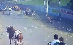 Surat:  સુરતમાં વીજ કંપનીની બેદરકારીએ સફાઈ કર્મચારીનો જીવ લીધો, જાણો વિગતો