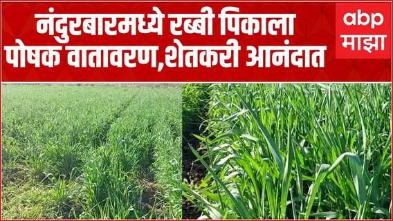 Nandurbar : नंदुरबारमध्ये रब्बी पिकाला पोषक वातावरण, शेतकरी आनंदात