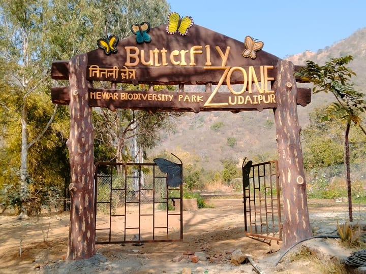 Udaipur Butterfly Park: उदयपुर में राजस्थान (Rajasthan) का पहला बटर फ्लाई पार्क बनकर तैयार हो गया है. बायोडाइवर्सिटी पार्क का 2 हेक्टेयर एरिया तितलियों के लिए खास किया गया है.