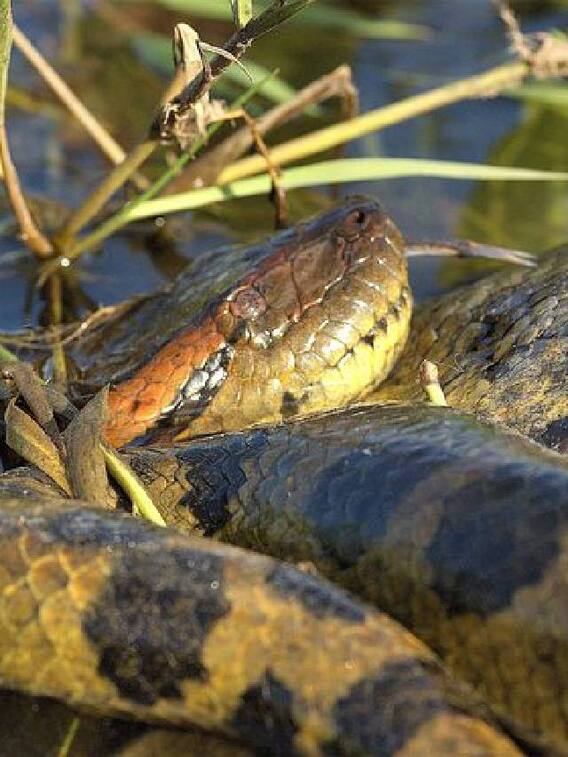 அனகோண்டா பற்றிய அறியப்படாத தகவலகள்!