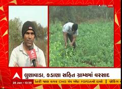 Mahisagar : કમોમસી વરસાદને પગલે ખેડૂતોના પાકને નુકસાન, જુઓ અહેવાલ