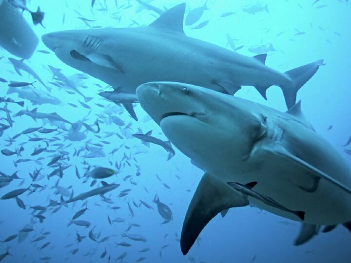 वैसे तो शार्क (Sharks) अपने खतरनाक शिकारी अंदाज के लिए जानी जाती है, लेकिन यह भी अपने कई अंगों का पुनर्जनन कर सकती हैं. यह अपने दांतों के पुनर्जनन के लिए बहुत मशहूर है. जीवन भर इसके दांत टूटते व उगते रहते हैं.