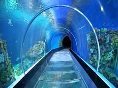 Fish Tunnel Exhibition : విశాఖలో ఆకట్టుకుంటున్న ఫిష్ టన్నెల్, ప్రదర్శనకు అరుదైన చేపలు  