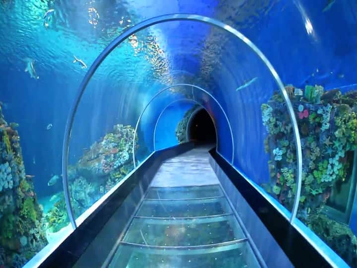Visakhapatnam under water fish tunnel exhibition draws tourists dnn Fish Tunnel Exhibition : విశాఖలో ఆకట్టుకుంటున్న ఫిష్ టన్నెల్, ప్రదర్శనకు అరుదైన చేపలు  