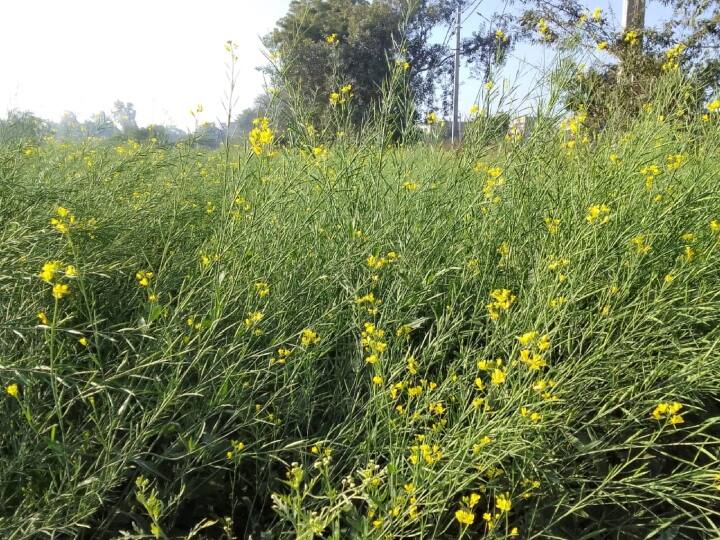 Wheat And Mustard Crops Getting Damaged Due To cold Delhi Weather Update ANN Delhi News: ठंड से गेहूं और सरसों की फसल को हो रहा नुकसान, किसानों को बारिश का इंतजार