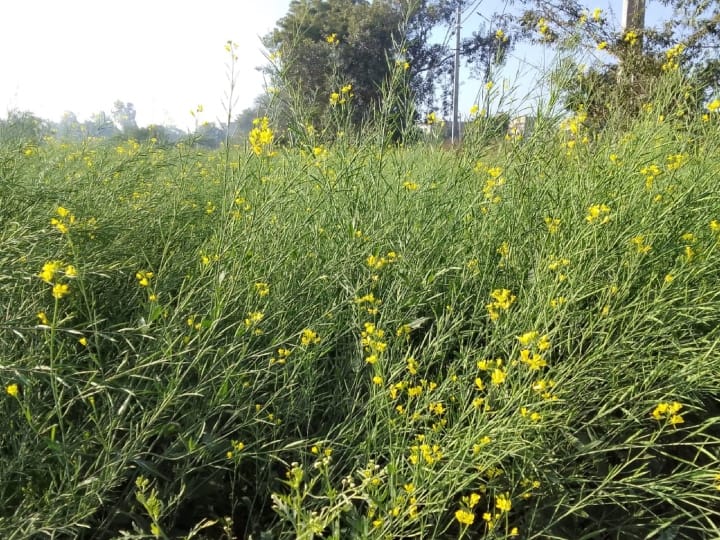 Delhi News: ठंड से गेहूं और सरसों की फसल को हो रहा नुकसान, किसानों को बारिश का इंतजार Wheat And Mustard Crops Getting Damaged Due To cold Delhi Weather Update ANN Delhi News: ठंड से गेहूं और सरसों की फसल को हो रहा नुकसान, किसानों को बारिश का इंतजार